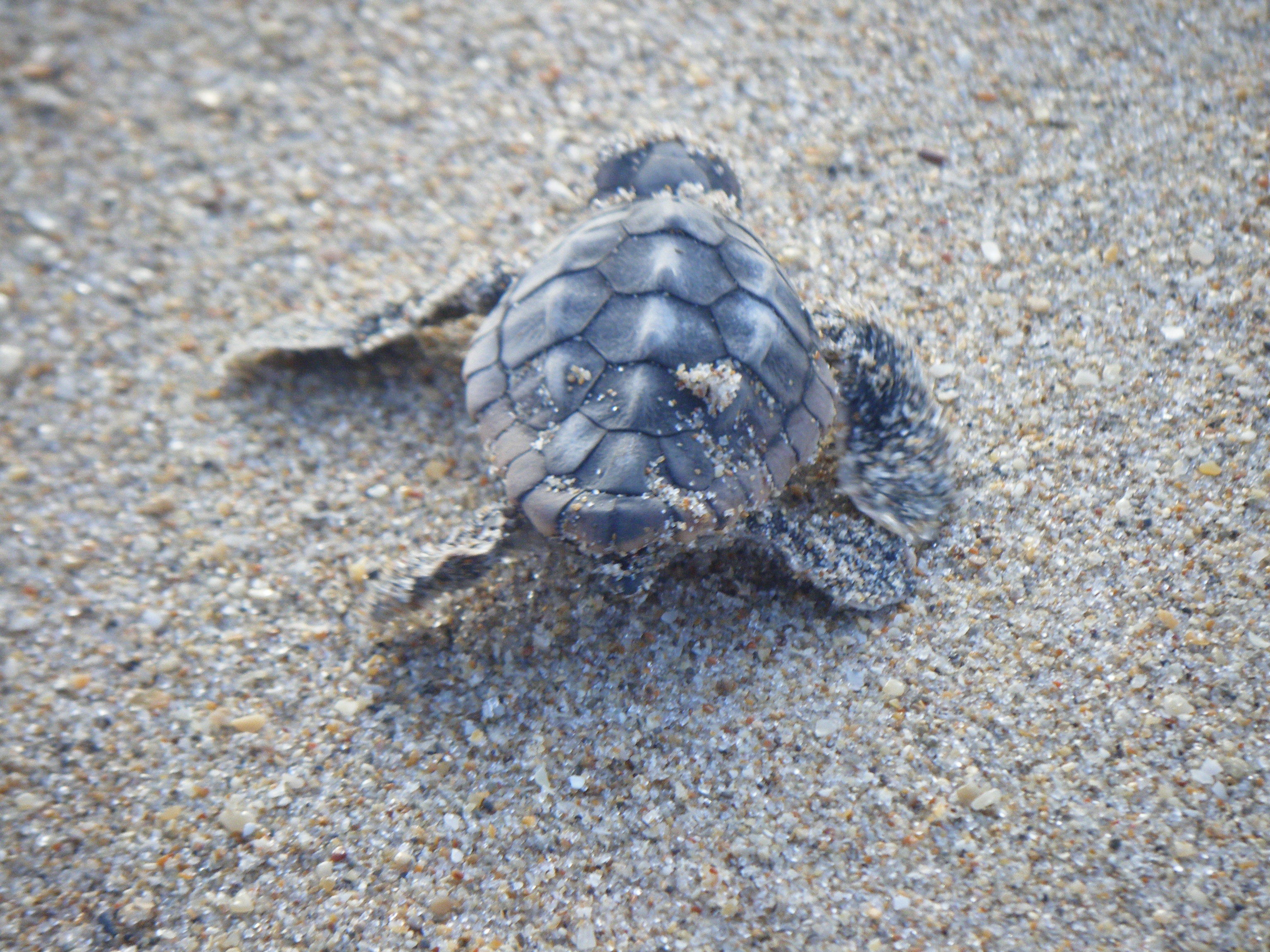 Loggerhead Hatchling